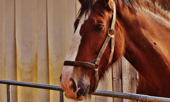 Behandlungsmöglichkeiten von Hungerhaaren bei Pferden