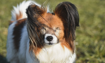 Blinde Hunde - Tipps für ein normales Hundeleben