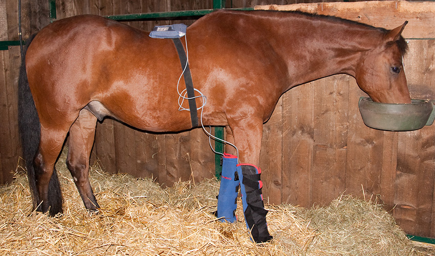 Magnetfeldtherapie für Pferde Behandlung - Tierheilpraxis für Pferde