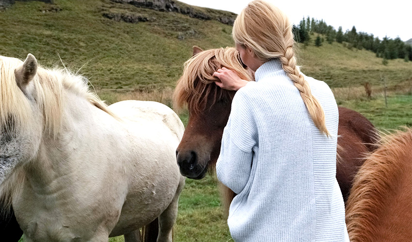 Vitalpilz Behandlung für Pferde Mykotherapie - Tierheilpraxis für Pferde
